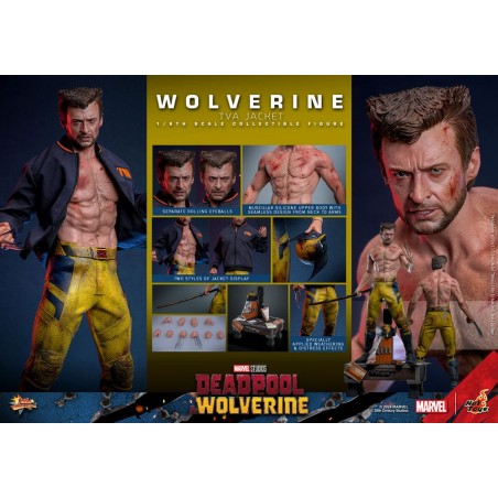 Hot Toys: Deadpool & Wolverine - Wolverine (TVA Jacket) 1:6